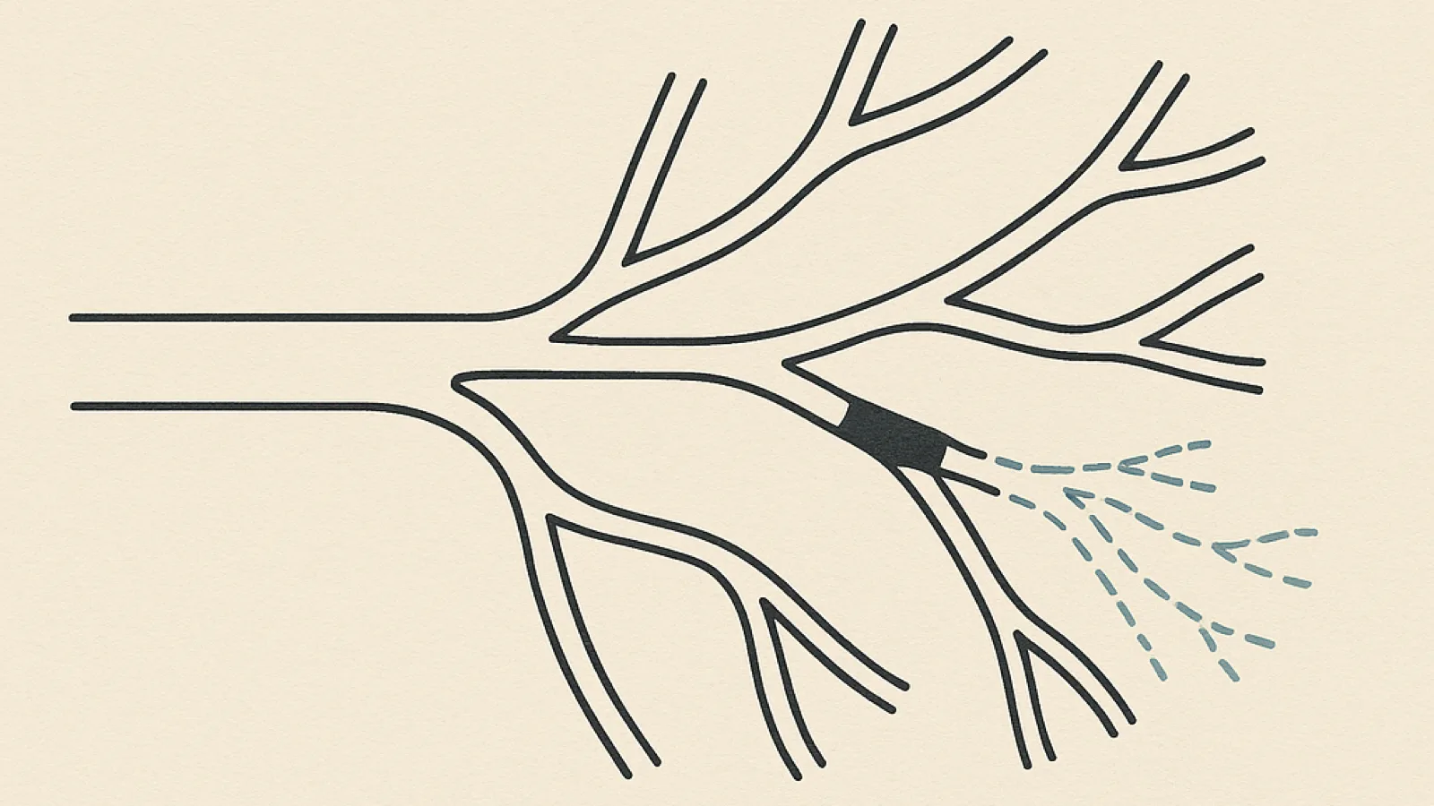 A two-ink plate of a branching vessel network. Most vessels are drawn solid; one branch is blocked part way along by a dark plug, and everything beyond the plug is a faint broken line.